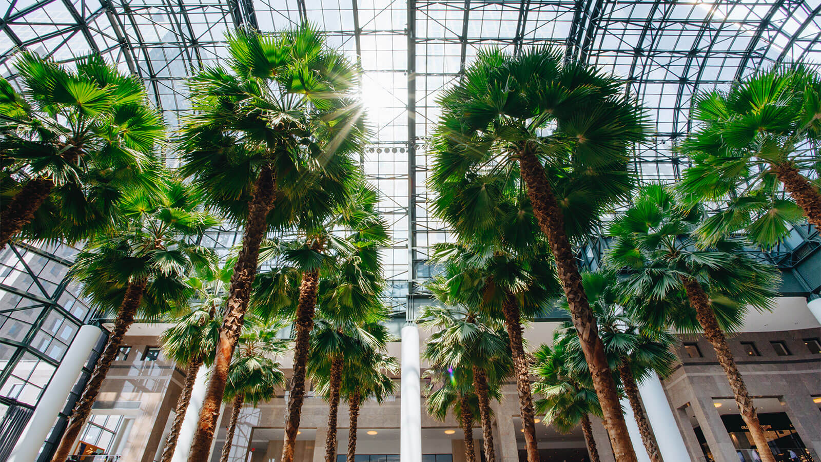 Winter Garden Palm Trees